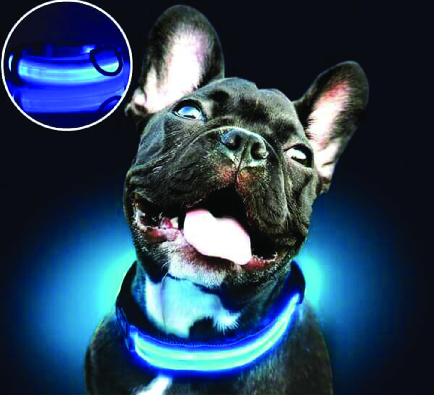 PARENCE - Collier Lumineux pour Chien Taille M, 3 Modes d'Eclairage/Collier LED pour Animaux avec Boucle d'attache et Fermeture à Clipser