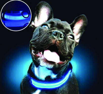 PARENCE - Collier Lumineux pour Chien Taille M, 3 Modes d'Eclairage/Collier LED pour Animaux avec Boucle d'attache et Fermeture à Clipser