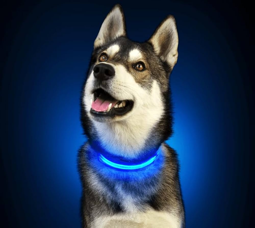PARENCE - Collier Lumineux pour Chien Taille M, 3 Modes d'Eclairage/Collier LED pour Animaux avec Boucle d'attache et Fermeture à Clipser